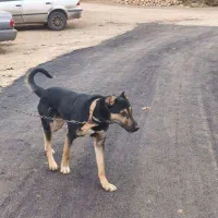 توله یه ساله افغانی