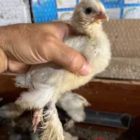 جوجه مرندی و برهما