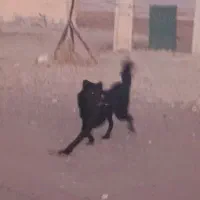 سگ قدرجونی|سگ|ماهیدشت, |دیوار