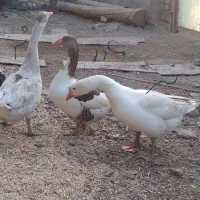 فروش دو غاز نر ویک ماده باهم شش تومن