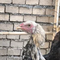 خروس و جوجه خروس لاری|حیوانات مزرعه|خان ببین, |دیوار