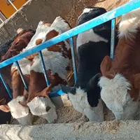 100گوساله و گاو شیری و تلیسه صنعتی ریجستری|حیوانات مزرعه|تهران, شهید رجایی|دیوار