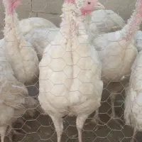 بوقلمون گوشتی ارگانیک  بیوتی ۶ اصل