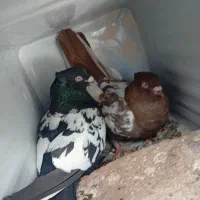 کبوتر