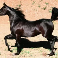 اسب اصیل  و  درمان مشکلات و بیماری  اسب کرد و عرب