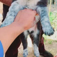 سگ شکاری و قدرجونی