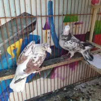 سوسکی،زرد،سینه