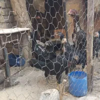 تخم لاری|حیوانات مزرعه|اسفراین, |دیوار