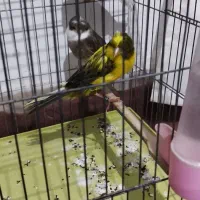 3 عدد قناری|پرنده|قرچک, باقرآباد|دیوار