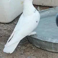 چندتا کفتر بازی کن وپرش بالا|پرنده|فهرج, |دیوار