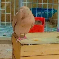 کبوتر دم سفید متن پاین به خون