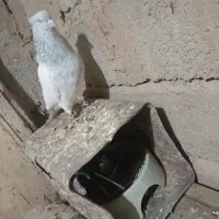 سلام خدمت دوستان گل یک عده کله ای نر خوشگل فروشی