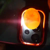 تخم عروس هلندی