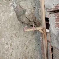 سار شکلاتی نر صید .شیروان|پرنده|شیروان (خراسان), |دیوار