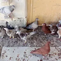 فروشی  فوری کبوترخوش تیپ