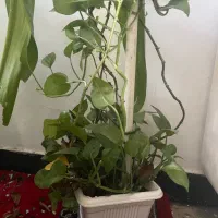 گل ذرتی و پتوس