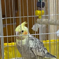 عروس هلندی مرواریدی