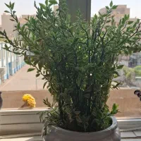 دو گلدان بسیار زیبا و سالم با گلدان سرامیکی|گل و گیاه طبیعی|ری, دولت‌آباد|دیوار