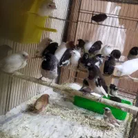 فنچ بنگالی|پرنده|سبزوار, ابوریحان|دیوار