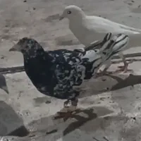 کبوتر هفترنگ سیاه|پرنده|محمدیه-قزوین, |دیوار