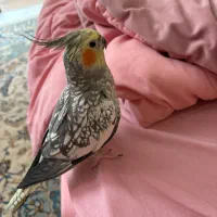 پرنده عروس هلندی گمشده ۱۰ میلیون مژدگانی|حیوانات|تهران, مجیدیه|دیوار