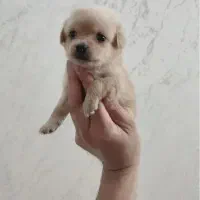 سگ شیتزو مالتیز