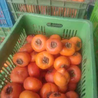 خرمالو خریدارم