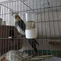 فروش عروس هلندی