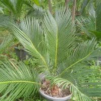 فروش‌ ویژه‌ سیکاس‌ ریشه‌ پر‌ بسیار زیبا