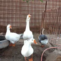 غو‌غاز|حیوانات مزرعه|باوی, |دیوار