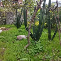 کاکتوس|گل و گیاه طبیعی|شیرود, |دیوار