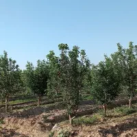 فروش باغ جاده اخلمد(روستای رضاآباد سرهنگ)|فروش زمین و ملک کلنگی|مشهد, یاس|دیوار