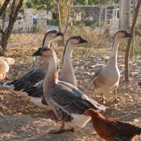 فروش مرع و خروس و قو غاز و ....|حیوانات مزرعه|قزوین, |دیوار