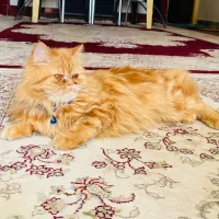 فروش گربه پرشین کت اصیل