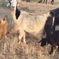 بزسالم ابستن|حیوانات مزرعه|شریف‌آباد, |دیوار