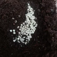 حراج خاویار حلزون در مرزداران