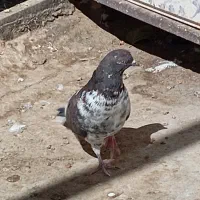 کبوتر|پرنده|کن, |دیوار