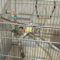 طوطی برزیلی