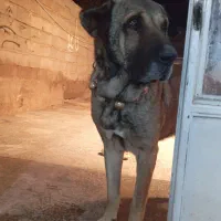 نر سرابی نسل قدیم