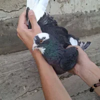 زاغ دست پر سفید نر