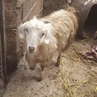 بزغاله وگوسفند توقلی