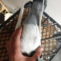 کفتر|پرنده|شیراز, شهرک رضوان|دیوار