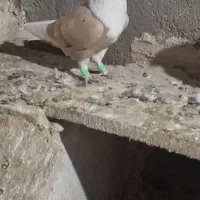 کلاغ نر|پرنده|نیشابور, مازول|دیوار