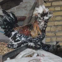 2عدد خروس زینتی یکیش سلطان|پرنده|آران و بیدگل, |دیوار