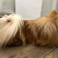 پامرانین|سگ|شاهین‌شهر, خانه کارگر|دیوار