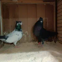 کبوترآسمان خراش|پرنده|رشت, دیلمان|دیوار