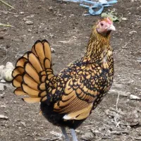 مرغ و خروس جوان سیبرایت گلد