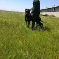 سگ سرابی|سگ|اردبیل, |دیوار