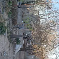 فروش-یه-قطعه-باغ