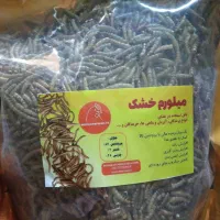 یک مرغ تخمگذار دستی نژاد آلمانی با متعلقات|حیوانات مزرعه|شیراز, لاله|دیوار